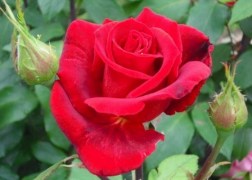 Magastörzsű rózsa / Erica Pluhar